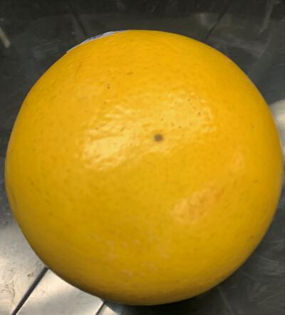 000000000001784-01.JPG